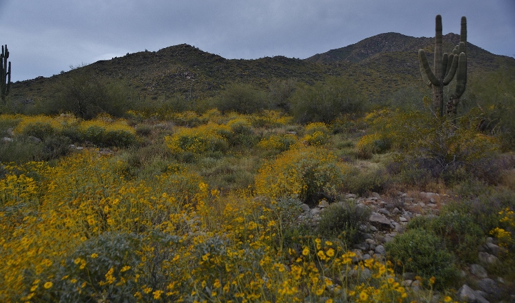 hills with brittlebush